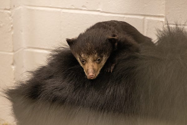 sloth bear, Cleveland Metroparks Zoo, bear cub, animal naming, conservation, threatened species, vulnerable species, wildlife, zoo, Shiva, Balawat, Kamali, Sahana, Suhani, Saving Animals from Extinctions, SAVE, habitat loss, India, Sri Lanka, El Paso Zoo, giraffe, Denver Zoo, reticulated giraffe
