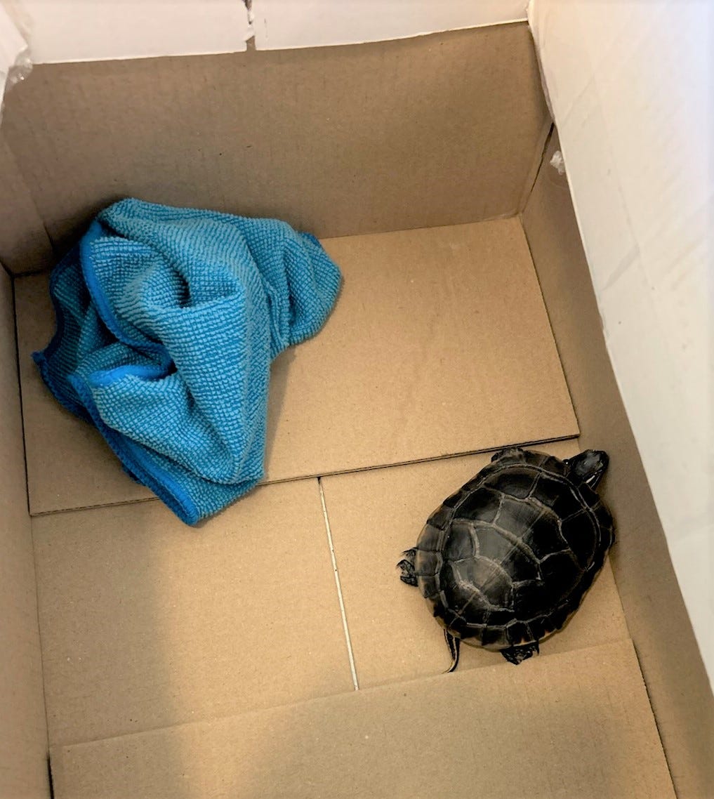 TSA, turtle, airport security, smuggling, red-ear slider turtle, Newark Liberty International Airport, invasive species, hidden animals, beetles, snakes, pants, crotch, travel safety, security checkpoint, pet travel, animal smuggling, weird news, Florida, California, Pennsylvania, New Jersey
