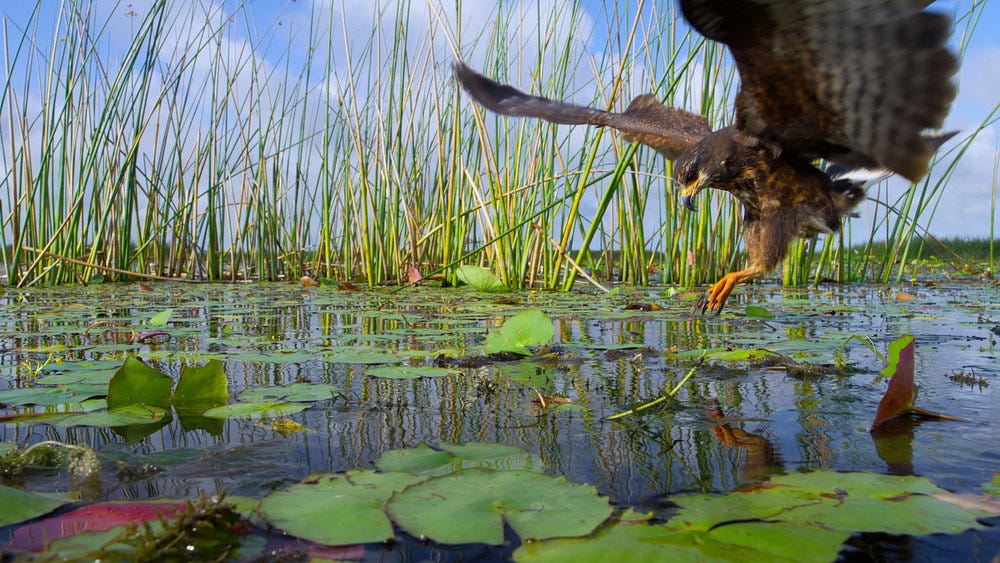 The Americas, docuseries, Tom Hanks, Mike Gunton, BBC Studios Natural History Unit, Universal Television Alternative Studio, wildlife, nature, supercontinent, NBC, Peacock, streaming, episode schedule, Hans Zimmer, behind the scenes, Patagonia, Gulf Coast, Wild West, Andes, Saman Shafiq, USA TODAY
