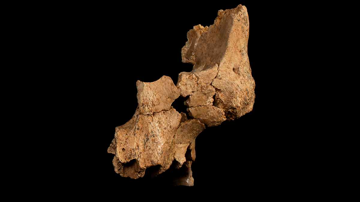 fossil, human ancestor, Western Europe, Spain, Atapuerca Mountains, Homo erectus, Early Pleistocene, archaeology, paleoanthropology, skull fragment
