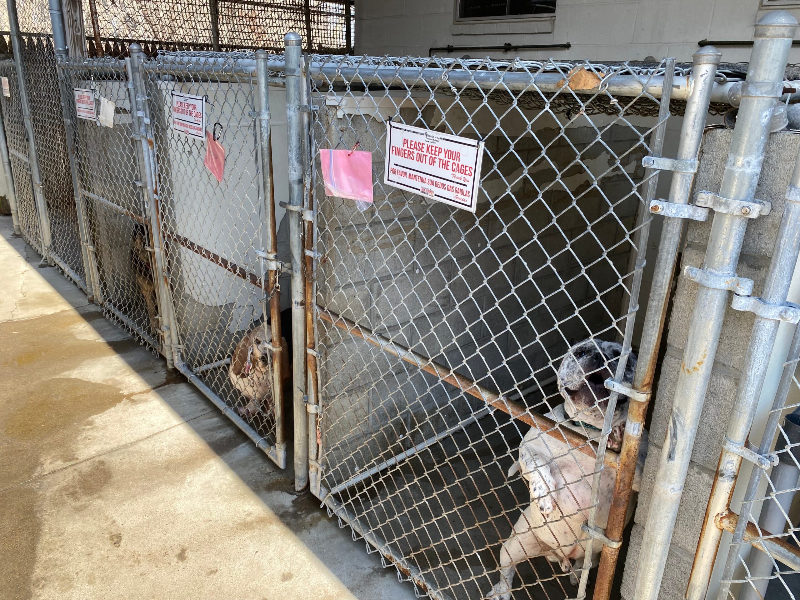 pet adoption, dog rescue, cat rescue, animal shelter, adoption policies, rescue requirements, adoption application, home visit, adoption contract, adoption fees, pet ownership, rehoming, pet owner qualifications, open adoption, discriminatory adoption practices, pet discrimination, shelter euthanasia, animal welfare, rescue bias, pet adoption process
