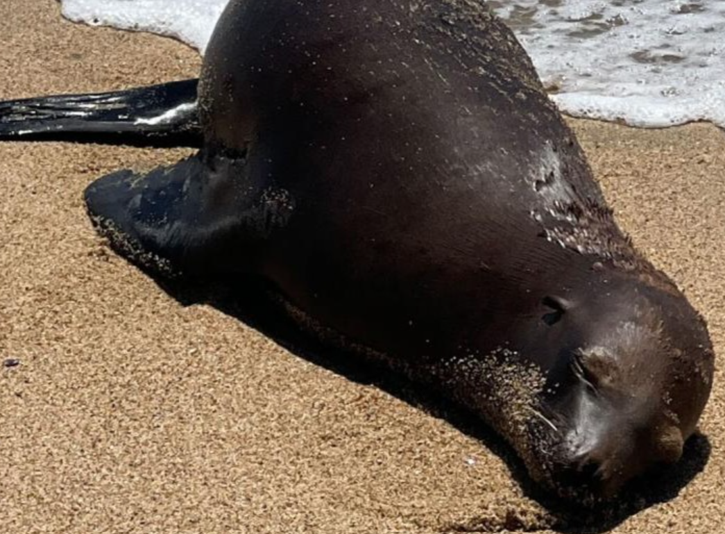 sea lion decapitation, Bodega Bay, Doran Regional Park, Sonoma County, marine mammal, Marine Mammal Protection Act, NOAA, reward, crime, electric bike, suspect, wildlife crime
