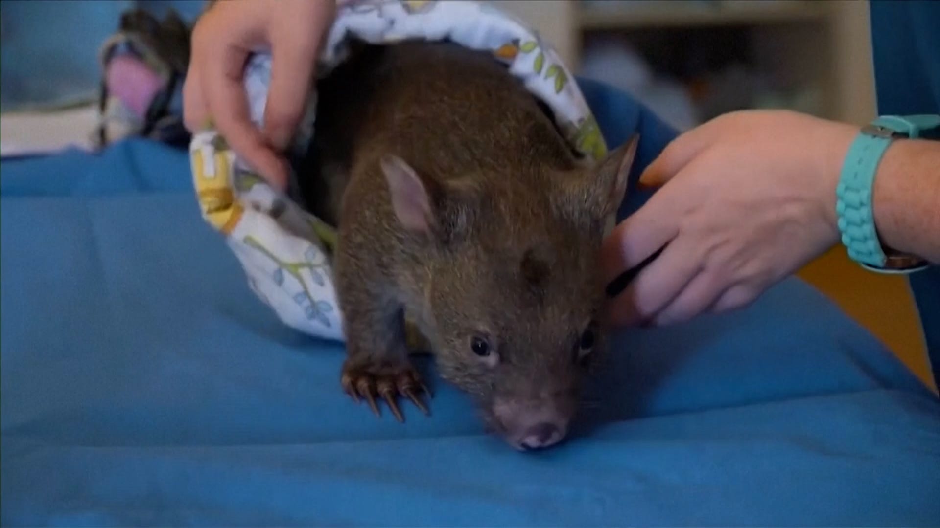 Sam Jones, wombat, Australia, influencer, animal cruelty, social media, Wombat Protection Society, Anthony Albanese, visa investigation, Montana, outdoor enthusiast, viral video
