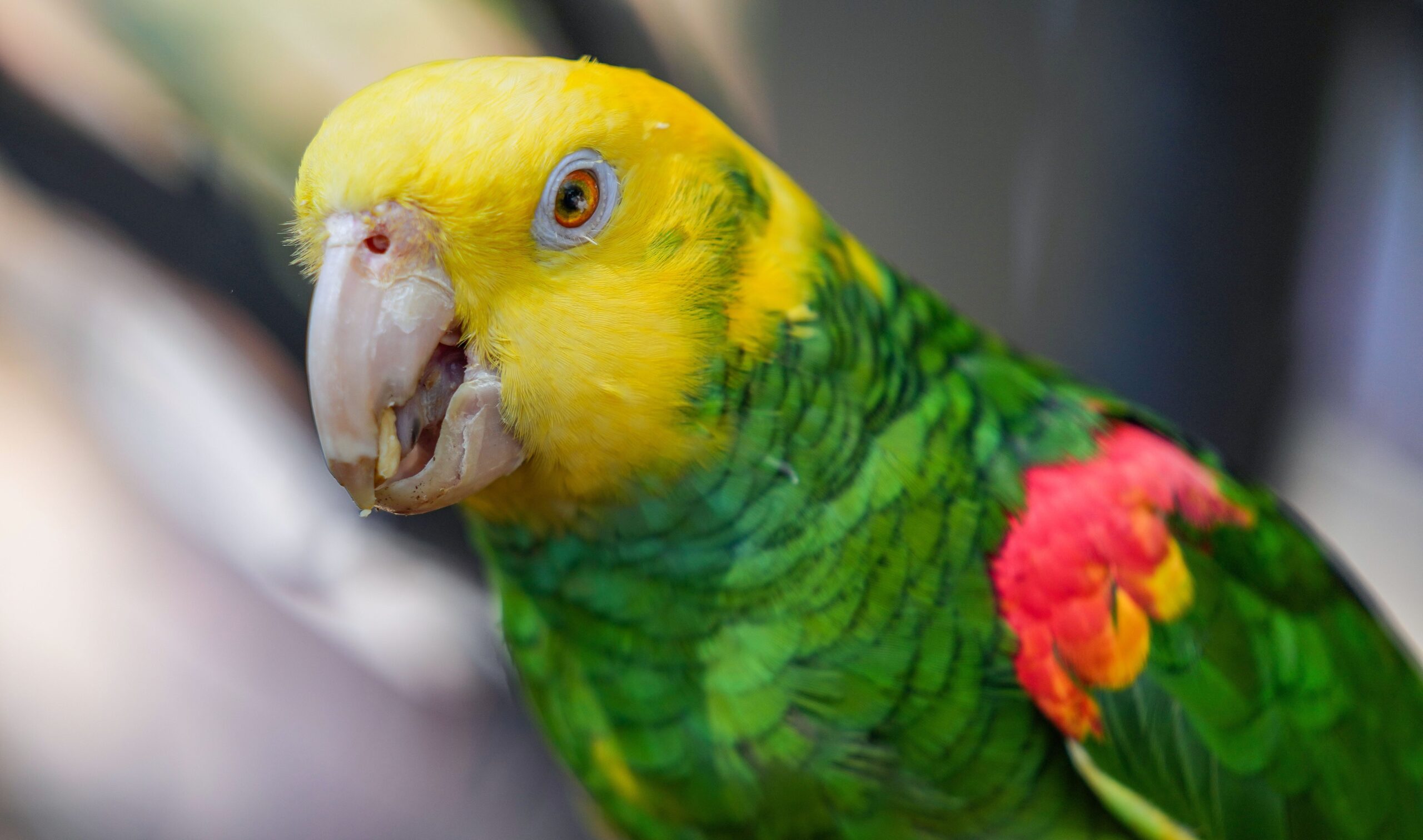 parrots, pet parrots, parrot care, exotic pets, bird ownership, avian care, parrot diet, parrot health, parrot species, cockatoo, macaw, parakeet, budgie, African gray parrot, Amazon parrot, bird cage, avian veterinarian, pet adoption, parrot rescue, first-time pet owner, parrot behavior, talking parrots, mimicking parrots, Long Island Bird and Exotics Veterinary Clinic, Chicago Exotics Animal Hospital, Pender Exotics, Krystal Nurse
