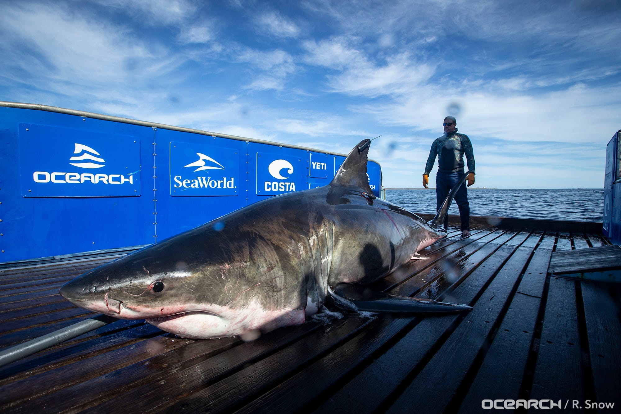 Great white sharks, Florida, OCEARCH, shark tracker, spring break, shark attacks, shark bites, Sharktivity App, Atlantic White Shark Conservancy, shark migration, shark tracking, marine life, wildlife, Fernando Cervantes Jr., USA TODAY
