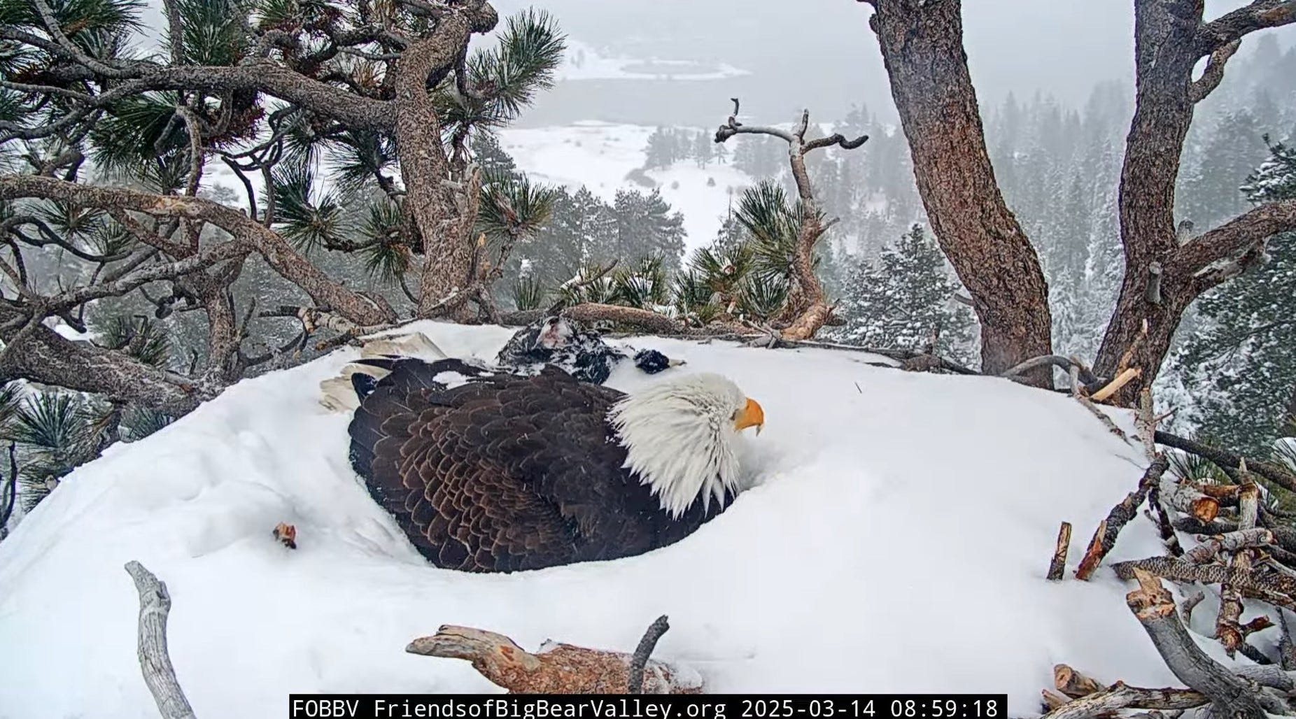 bald eagles, Jackie, Shadow, Big Bear Eagle Nest Cam, eaglets, Friends of Big Bear Valley, FBBV, nest, snowstorm, missing eaglet, wildlife, bird watching, Big Bear Valley, San Bernardino Mountains, eagle cam, live stream, Sandy Steers
