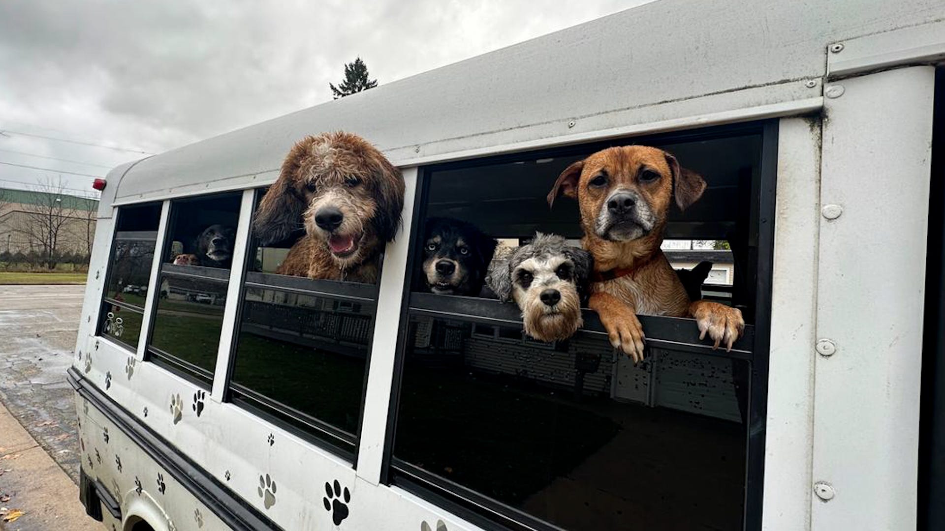 dog daycare, dog walking service, K9 Konvoy, Oconto Wisconsin, Hope Mehlberg, dog transportation, dog park, dog socialization, pet care, small business, entrepreneurship, animal rescue, dog breeds, dog health, USA TODAY, Saman Shafiq
