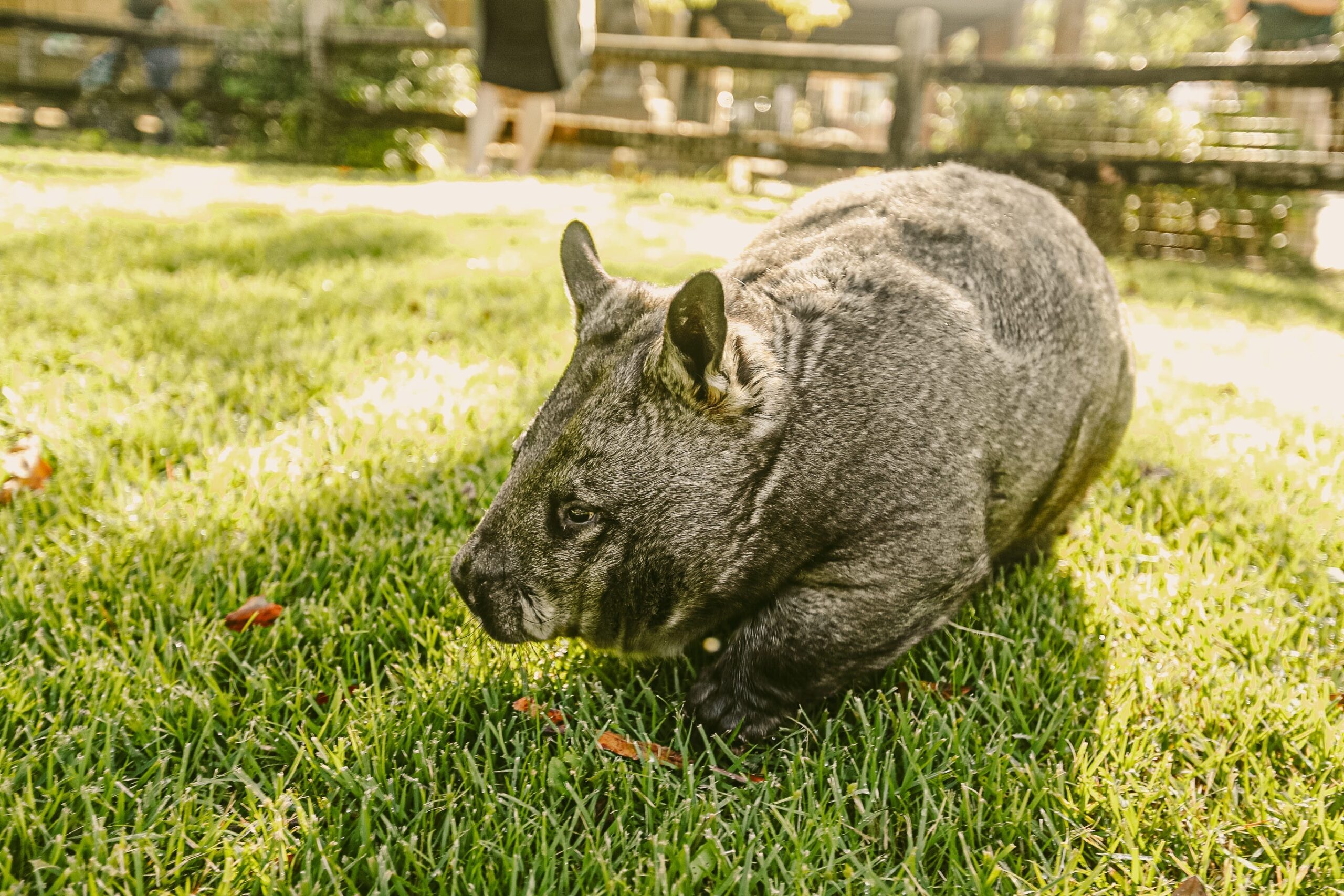 Sam Jones, wombat, Australia, social media influencer, animal cruelty, Wombat Protection Society, Tony Burke, Anthony Albanese, Instagram, online petition, visa, Montana, outdoor enthusiast
