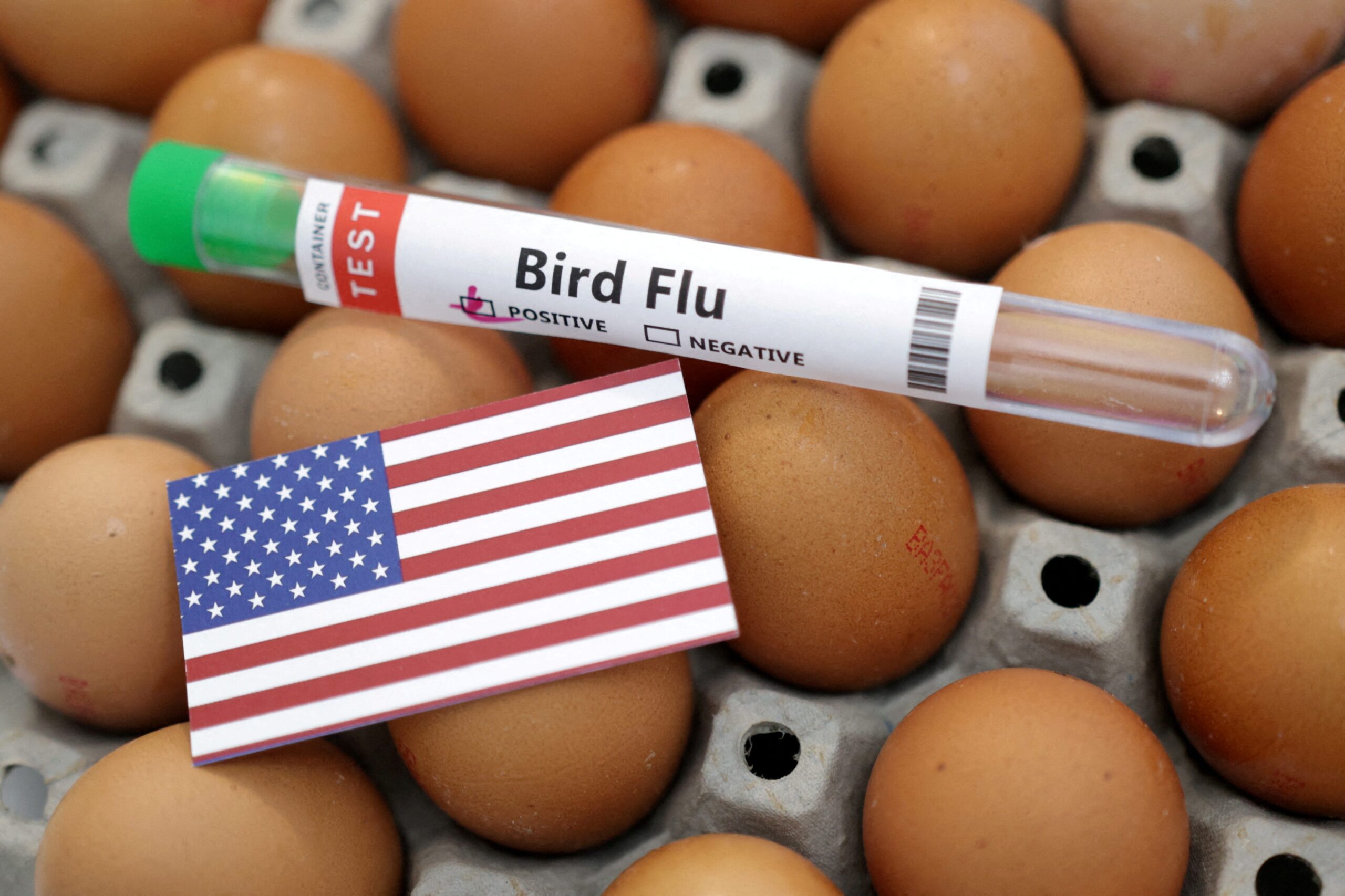 H7N9 bird flu, avian influenza, bird flu outbreak, poultry farm, Noxubee Mississippi, World Animal Health Organisation, WHO, H5N1, bird flu pandemic, egg prices, United States, USDA, Trump administration bird flu response.
