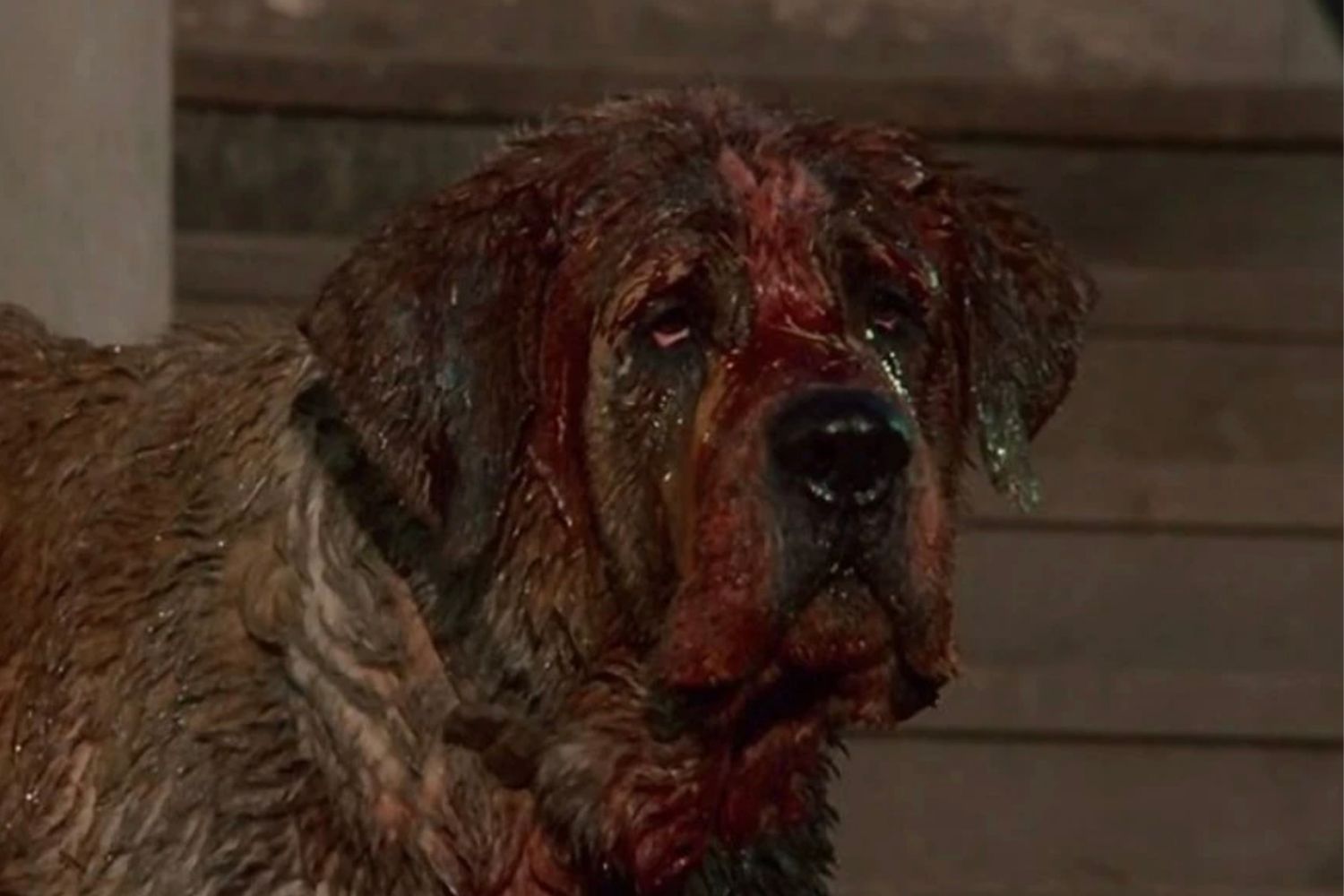 Cujo, Darren Aronofsky, Stephen King, Netflix, Killer Dog, Horror, Adaptation, Remake, Movie, Film, Requiem for a Dream, The Wrestler, Black Swan, Mother!, The Whale, Roy Lee, It, Caught Stealing
