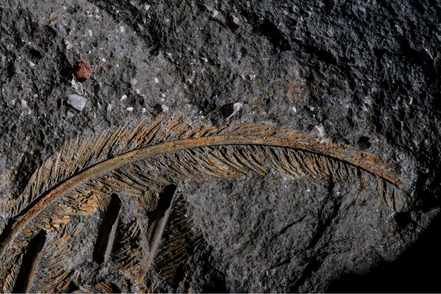 Fossil feathers, zeolite preservation, volcanic fossils, soft tissue preservation, vulture fossil, paleontology, fossil discovery, microscopic preservation, University College Cork, Geology, Dawid Iurino, Mount Vesuvius, Pompeii, Herculaneum
