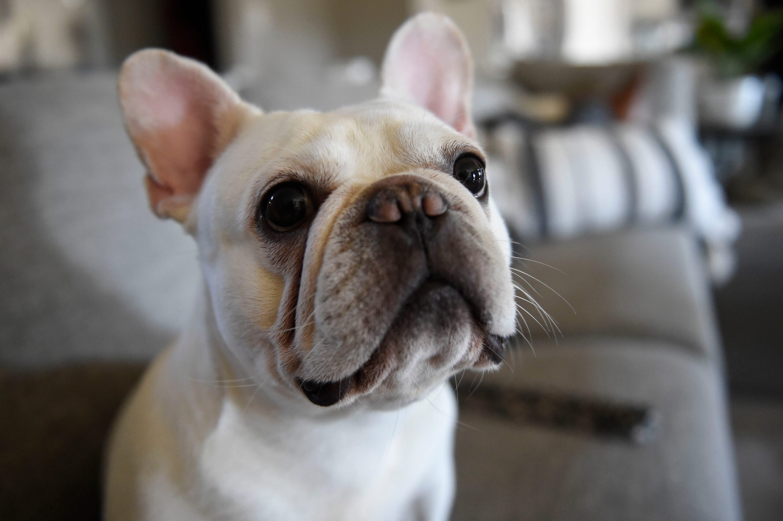 French Bulldog, dog breed popularity, American Kennel Club, AKC, Labrador Retriever, Golden Retriever, German Shepherd, Poodle, top dog breeds, dog rankings, purebred dogs, dog registration statistics, Frenchies, compact dogs, apartment dogs, family dogs, service dogs, energetic dogs, dog breeds 2024, dog trends.
