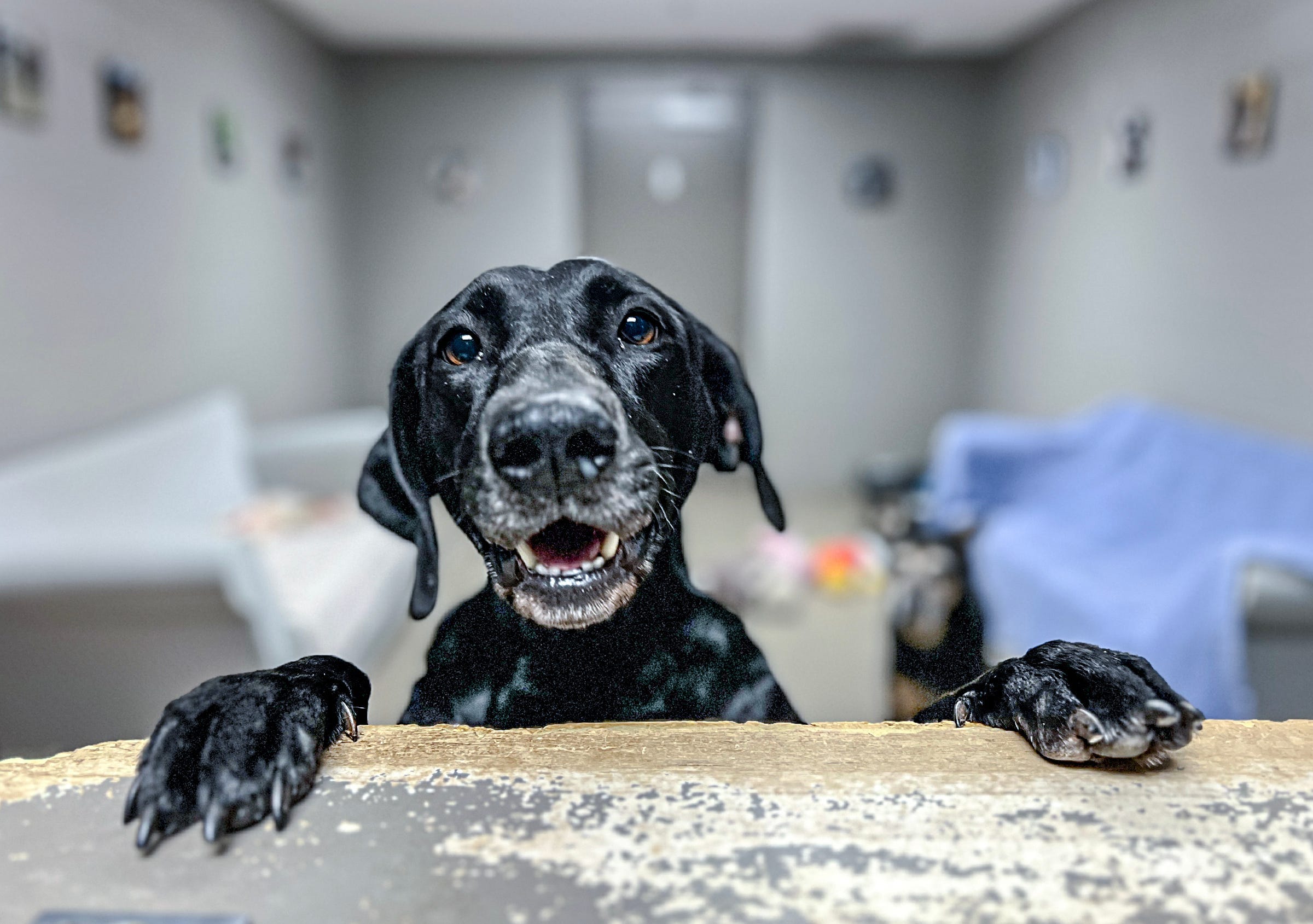 pet allergies, dog allergies, cat allergies, allergy relief, allergy symptoms, pet dander, allergist, HEPA filter, antihistamines, nasal spray, allergy shots, hypoallergenic dogs, poodles, Yorkshire terriers, Bichon frise, Maltese, schnauzers, grooming, medication, asthma, indoor air quality
