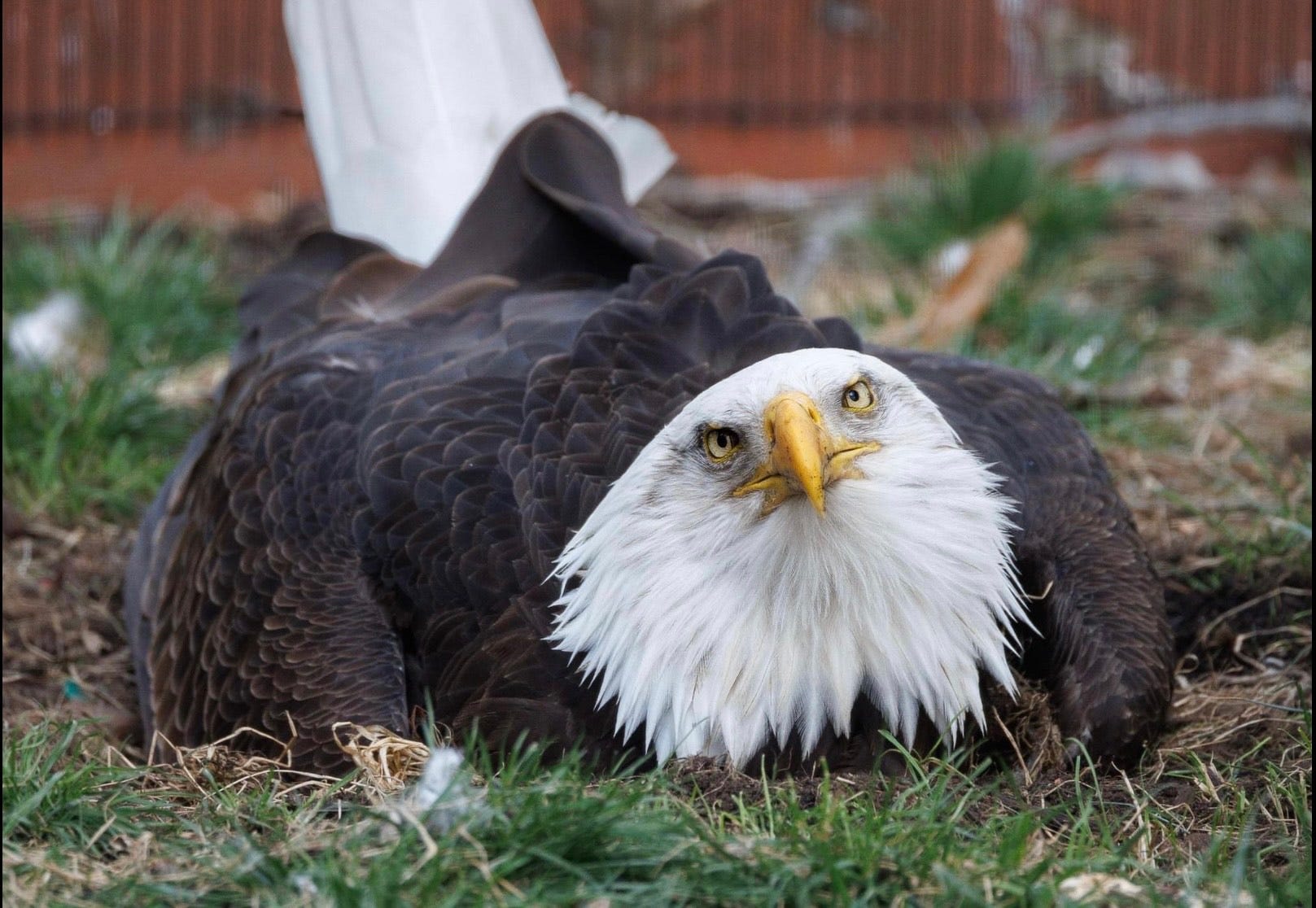 Murphy the bald eagle, bald eagle death, World Bird Sanctuary, Missouri tornado, eagle fosters rock, eagle fosters eaglet, eagle fatherhood, eagle aviary, animal sanctuary, bird rescue, eagle conservation, bald eagle lifespan
