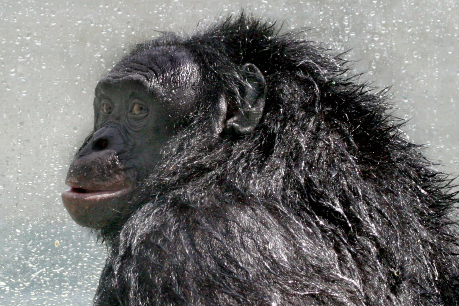 Kanzi, bonobo, ape intelligence, primate, animal cognition, lexigrams, toolmaking, Sue Savage-Rumbaugh, Ape Initiative, Great Ape Trust, animal rights, nonhuman personhood, Minecraft, Pac-Man, Koko, Washoe, chimpanzee, gorilla, orangutan, animal welfare, ape conservation, Kanzi death, bonobo lifespan
