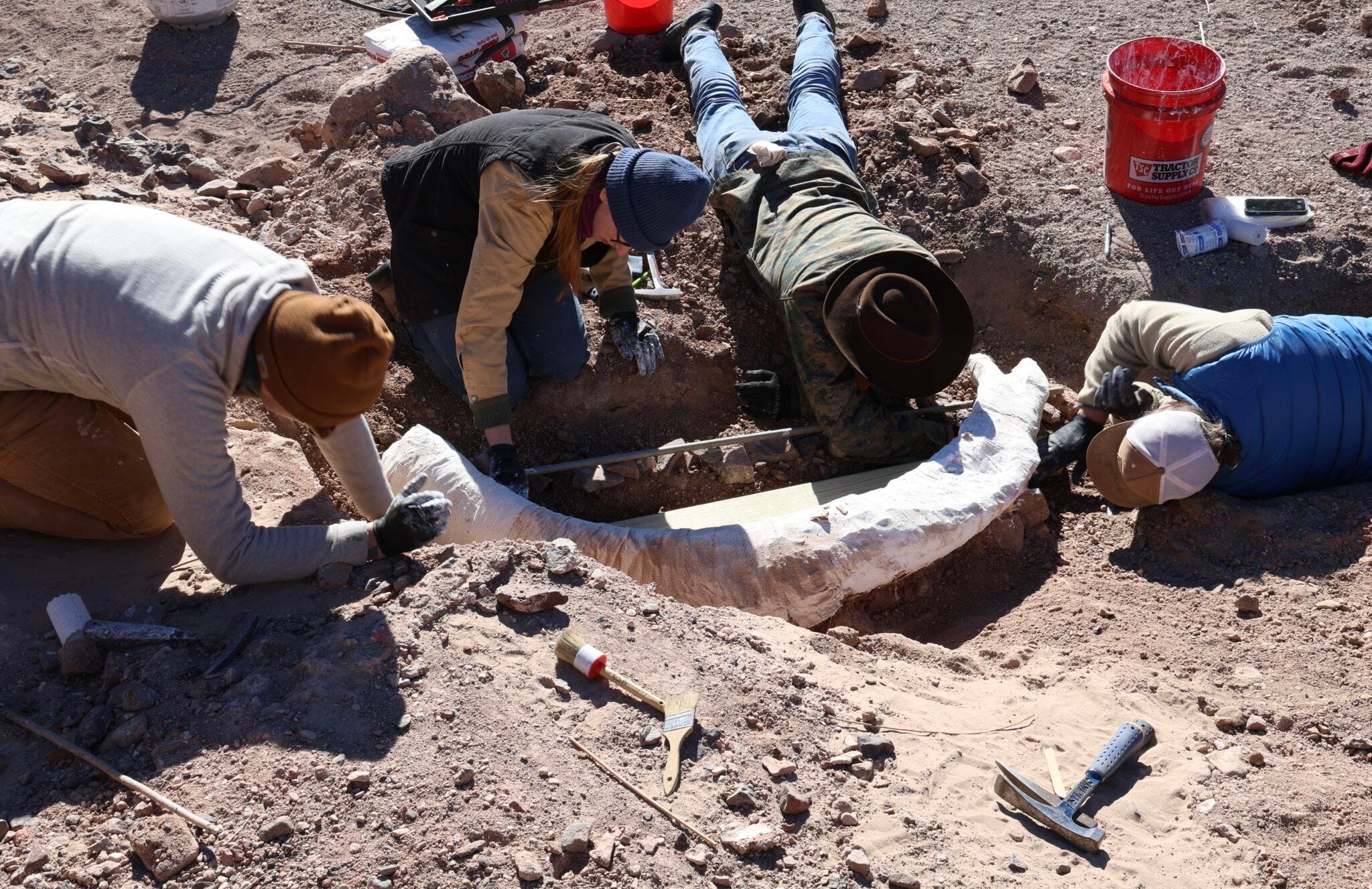 mammoth tusk, fossil, West Texas, O2 Ranch, Big Bend National Park, Sul Ross State University, archaeology, paleontology, Brewster County, Presidio County, Trans-Pecos, carbon dating, mammoth, hunter, discovery
