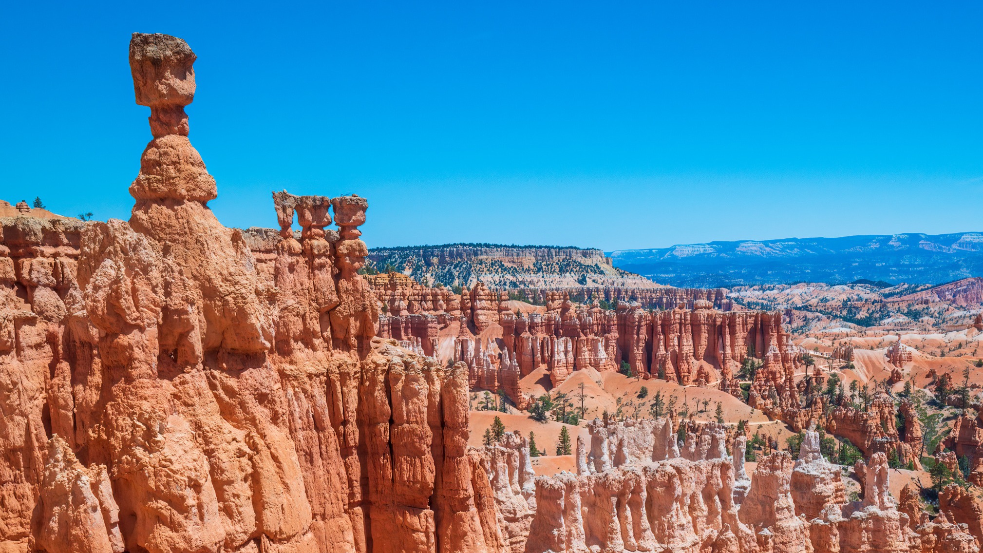 cat, canyon fall, survival, Utah, Bryce Canyon, animal rescue, pet tragedy, Matthew Nannen, Bailee Crane, Best Friends Animal Society, Mirage, pet safety, animal welfare
