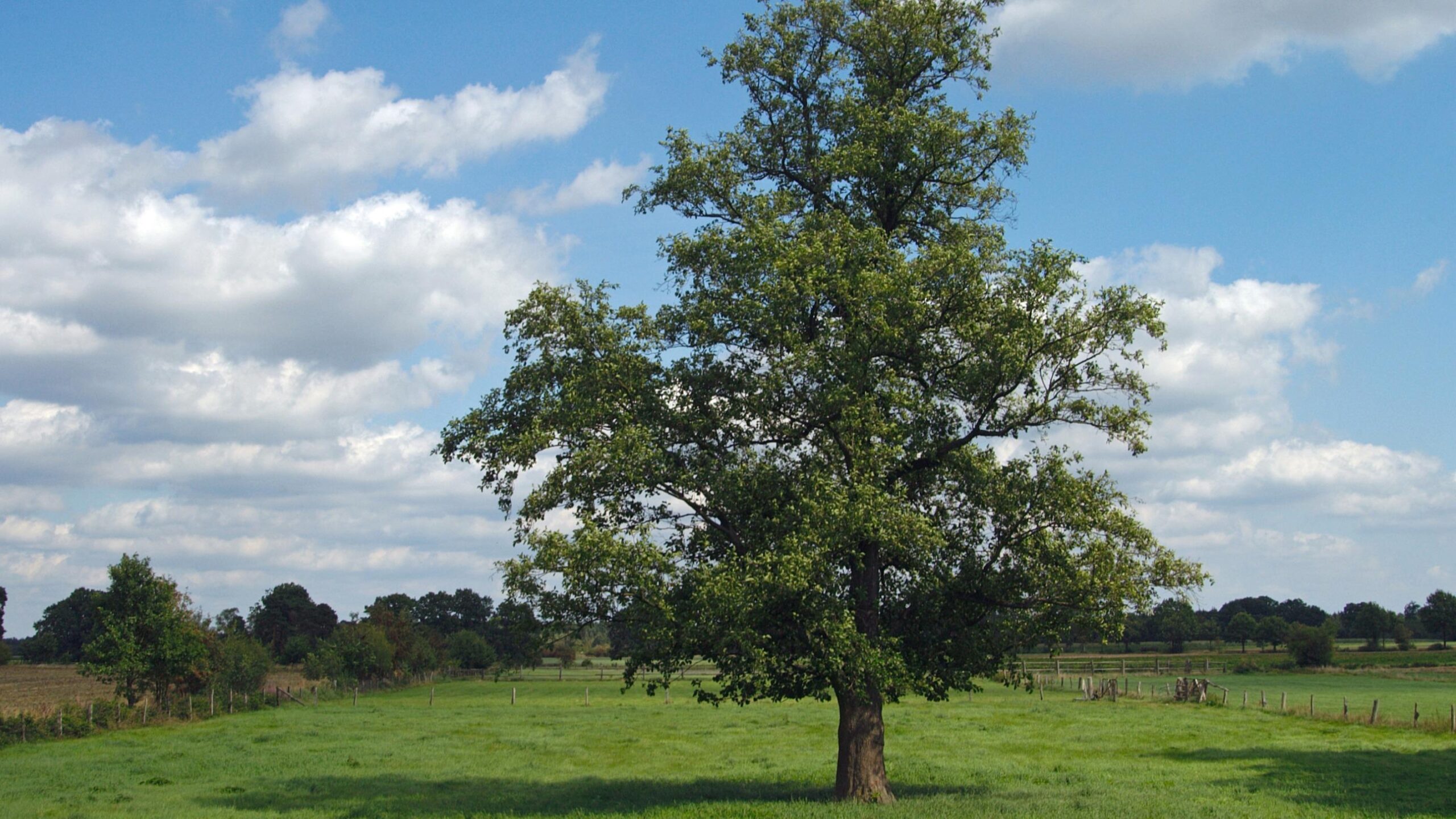 orme, arbre, tradition, France, histoire, graphiose, Sully, Henri IV, noms de famille, Delorme, arbre de justice, utilité, bois, ormeau
