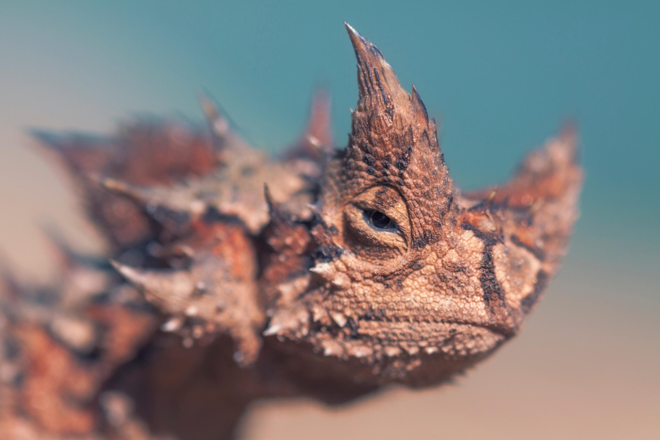 Diable cornu, Moloch horridus, Australian lizard, desert animal, thorny devil, lizard hydration, desert survival, insectivore, ant eater, reptile, desert adaptation, animal behavior
