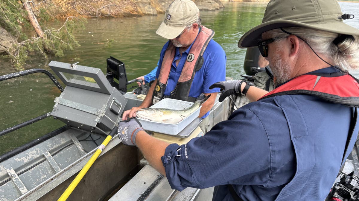 Douglas Lake, Tennessee, TVA, fish populations, Hurricane Helene, debris, sport fishing, Jefferson County, tourism, Lyn Williams, Kevin Parr, Tennessee Emergency Management Agency, TEMA
