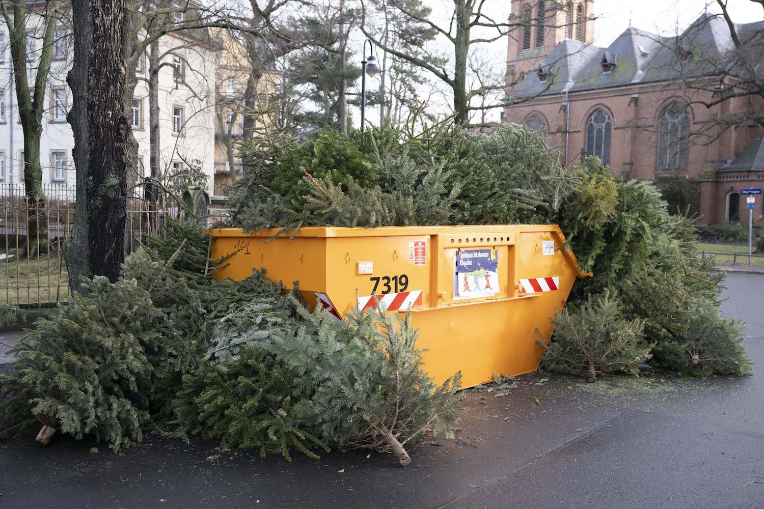 Christmas trees, eating Christmas trees, Belgium, Ghent, spruce needle butter, recycling, sustainability, pesticides, poisonous trees, Christmas tree recycling, Christmas tree disposal, Hélène Bonte, Christmas tree needles, food chain, circular economy, climate team, PSA, public service announcement
