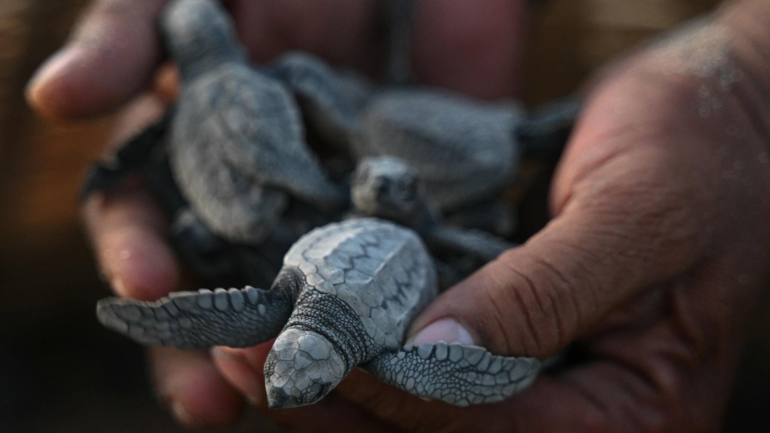 turtle, olive ridley turtle, migration, India, conservation, marine conservation, nesting, Orissa, Ratnagiri, Zoological Survey of India, climate change, marine ecosystems, migration patterns, turtle tagging, sea turtle, wildlife, animal migration, Gahirmatha, coastal conservation, turtle research

