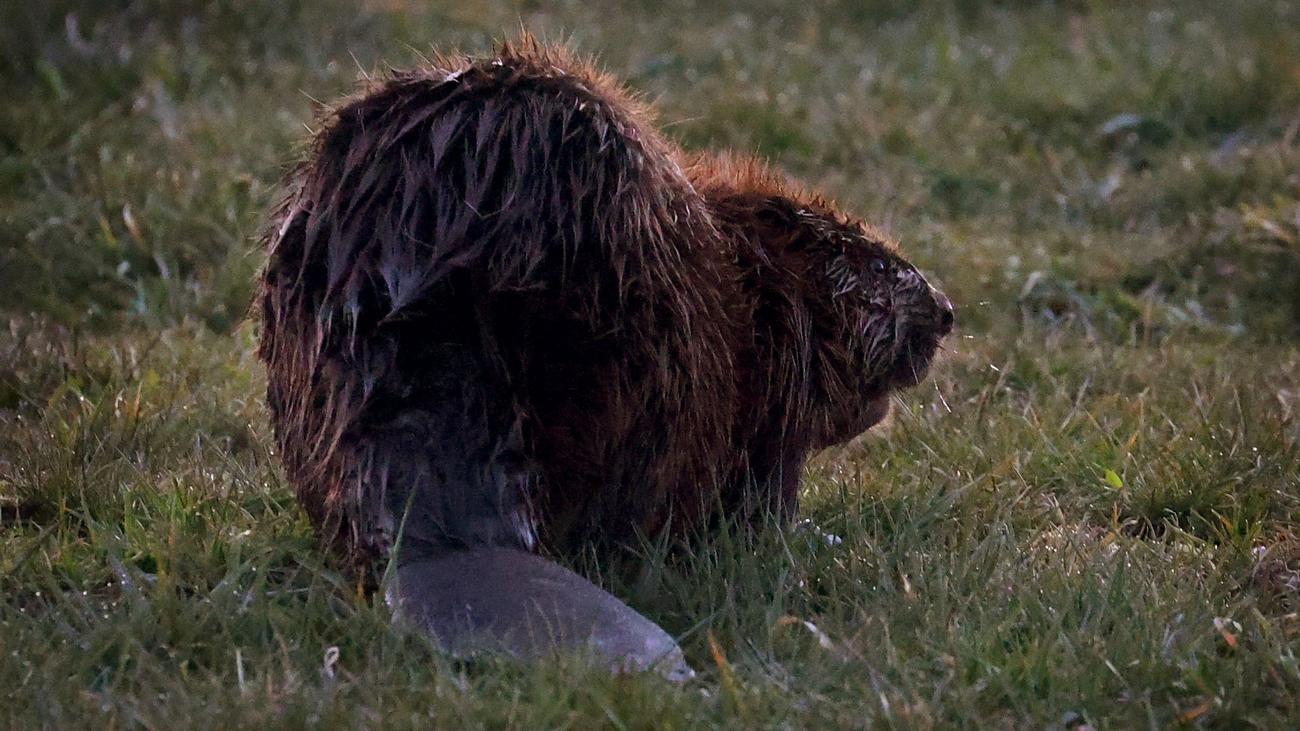 beaver, Künzelsau, Baden-Württemberg, crossbow, killed, animal cruelty, crime, police investigation, bathing lake, Bauhof
