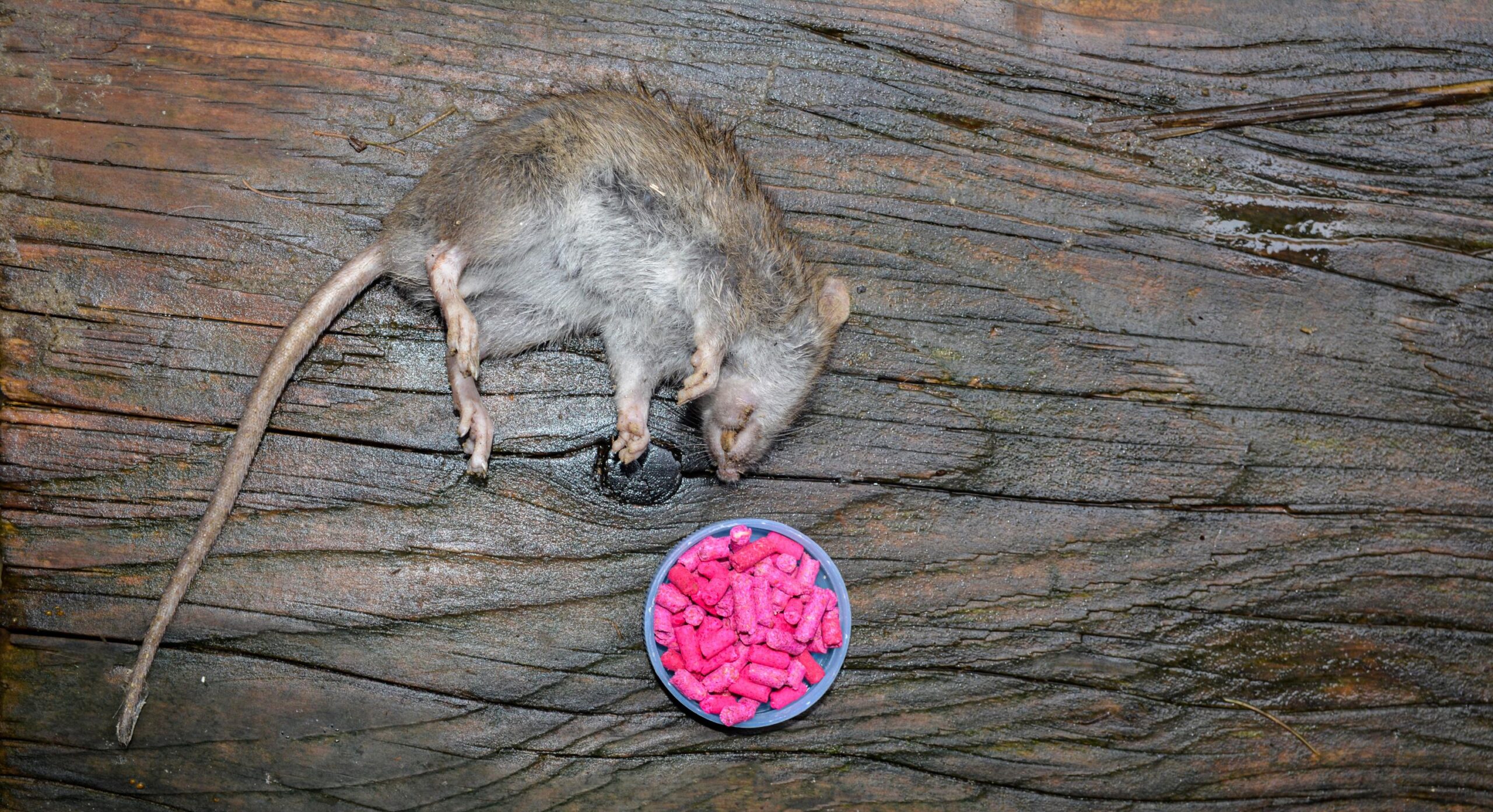 mort-aux-rats, raticide, rodenticide, rats, rongeurs, infestation, poison, appâts, dératisation, pièges à rats, lutte contre les rongeurs, sécurité, enfants, animaux domestiques, faune sauvage, anticoagulation, hémorragies internes, rapaces, renards, agriculture, boîtes d'appâtage, prévention, conseils, efficacité, garage, cuisine, méthodes douces, appâts non toxiques
