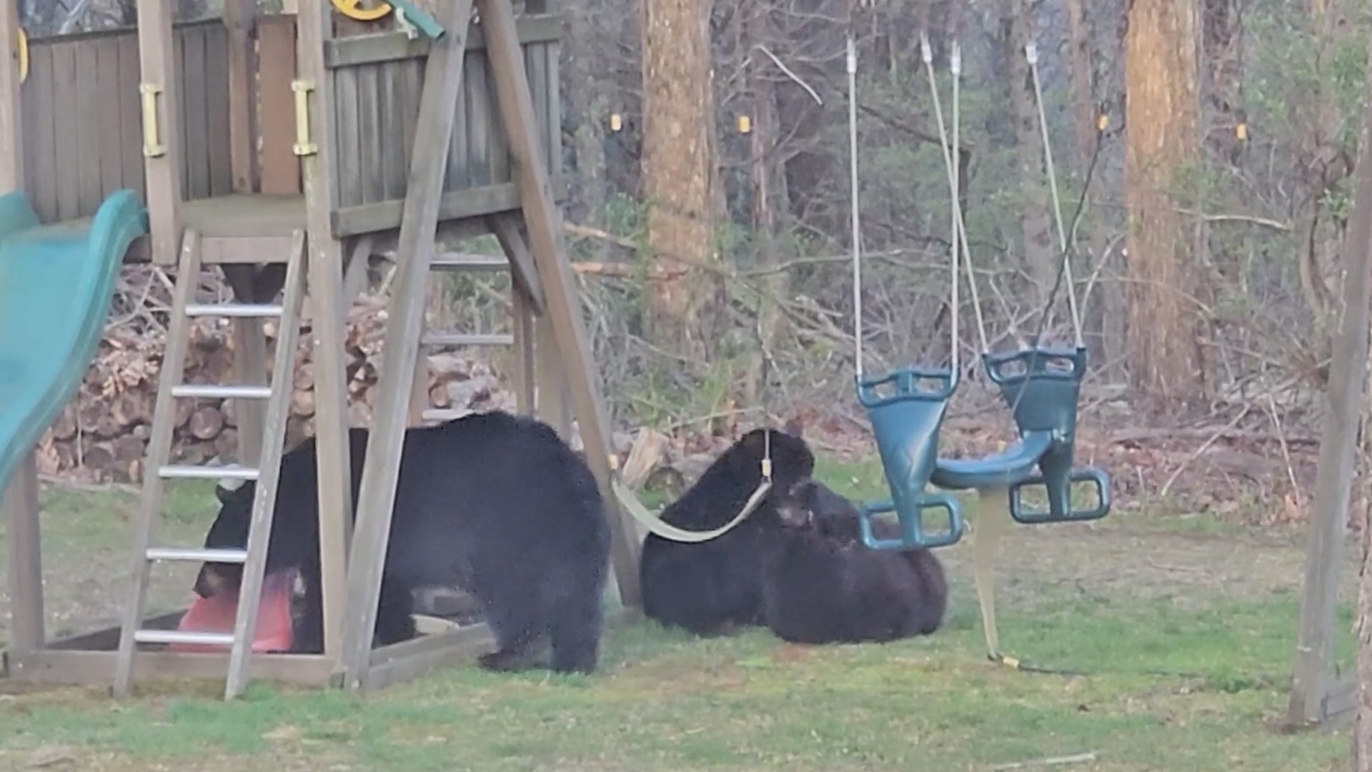 bears, Connecticut, backyard, play set, Wolcott, New Haven County, Tim Beloin, Storyful, animal stories, Bryce Canyon National Park, garbage can, dog barking, bear sightings, 2024, CT Insider, Simbury, West Simbury, black bear, slide, Department of Energy and Environmental Protection, DEEP, BearWise, wildlife agencies, Saman Shafiq, Taylor Ardrey, USA TODAY, tardrey@gannett.com
