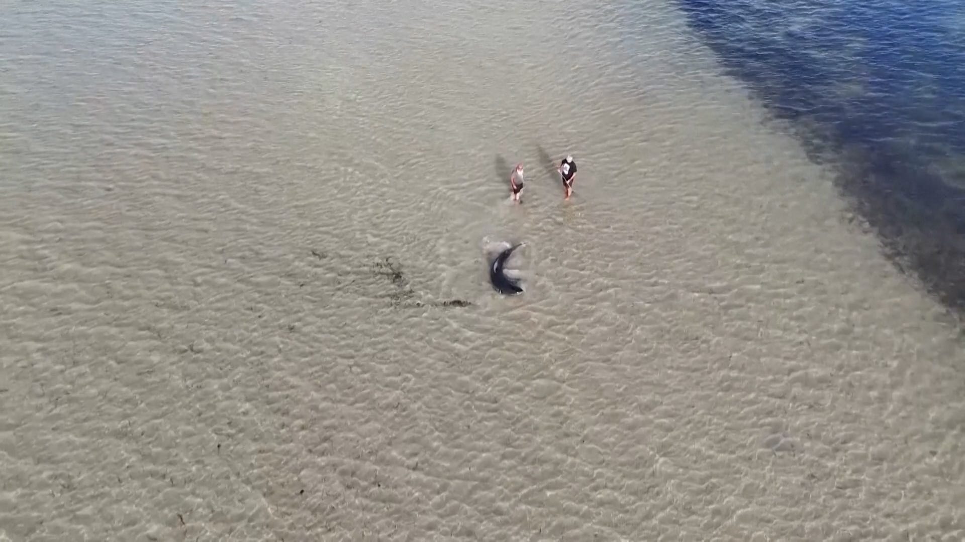 Great white shark, shark rescue, Australia, Saint Vincent Gulf, stranded shark, beachgoers, Nash Core, Parker Core, drone, crab raking, shark conservation, marine life, wildlife rescue, animal rescue
