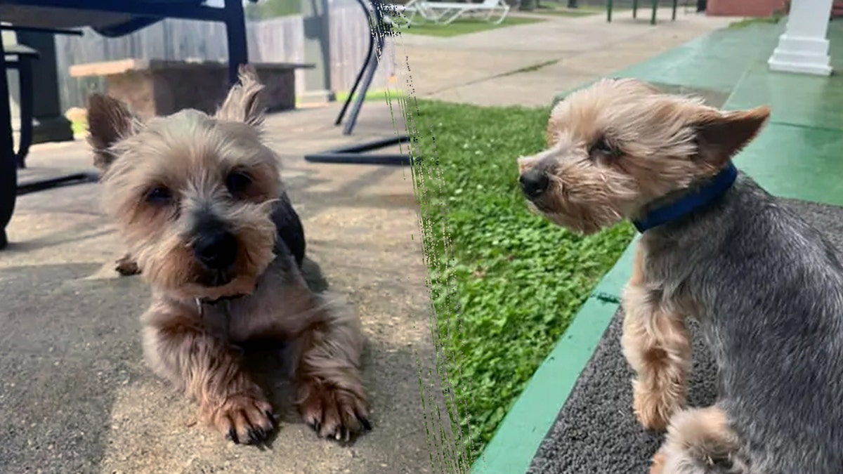 Lost dog, Hurricane Laura, Yorkshire terrier, Kingston, Lake Charles, Louisiana, University of Southern Mississippi, Kappa Sigma, fraternity, microchip, reunion, Debbie LaFleur, Benji, found dog, missing dog, dog rescue, heartwarming, feel-good story
