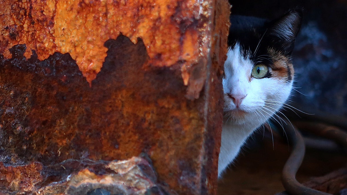 cats, Spanish shipwreck, Emanuel Point II, Florida, archaeology, domestic cats, cat remains, early cats in America, cats on ships, ratters, mousers, pet cats, cat diet, Pensacola Bay, John Bratten, cat history, cats and sailors
