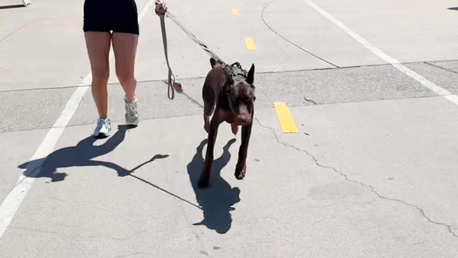 dog recognition, dog memory, Walking Past my Dog challenge, social media trend, dog reactions, pet owner experiment, dog behavior, dog challenge, viral trend, USA TODAY, Sarah Kim, Teddie the Chihuahua, Pauline Carbonell, Maya the Pug, Lexi Bennett, dog hiking, pet recognition test, canine behavior, heartwarming dog videos
