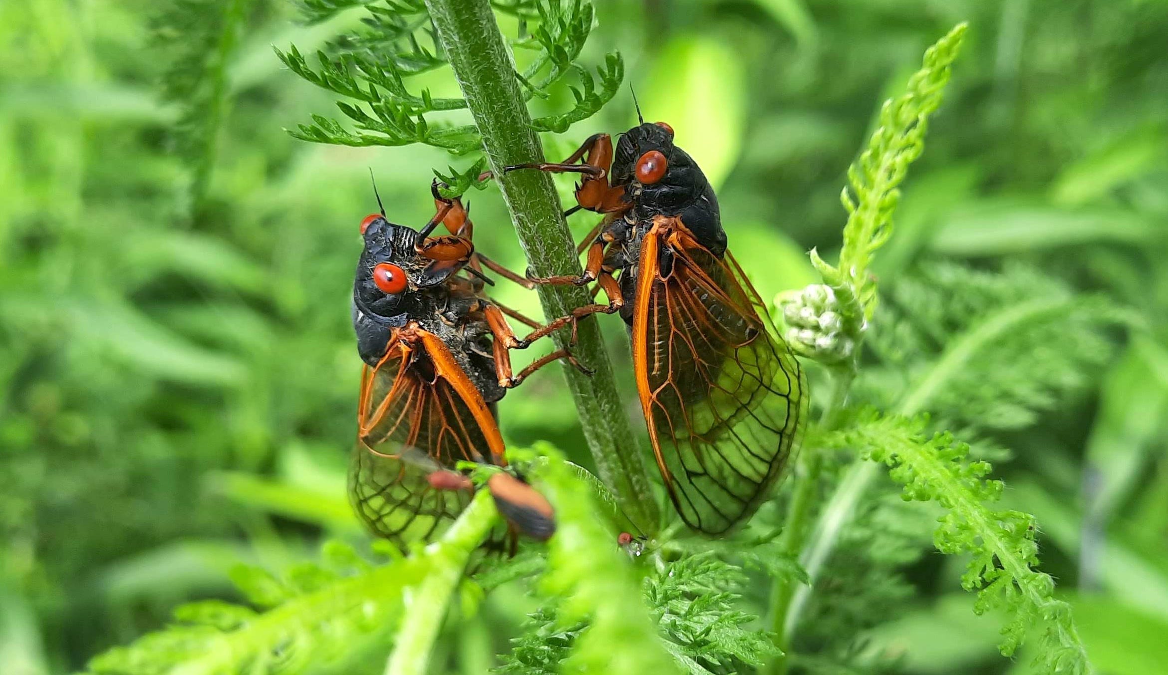 Cicada Brood XIV, periodical cicadas, cicada emergence, Cicada Safari app, cicada map, cicada sightings, eastern U.S. cicadas, Gene Kritsky, University of Connecticut, cicada tracking, North Carolina cicadas, South Carolina cicadas, Tennessee cicadas, cicada life cycle, 17-year cicadas, cicada broods, cicada stragglers
