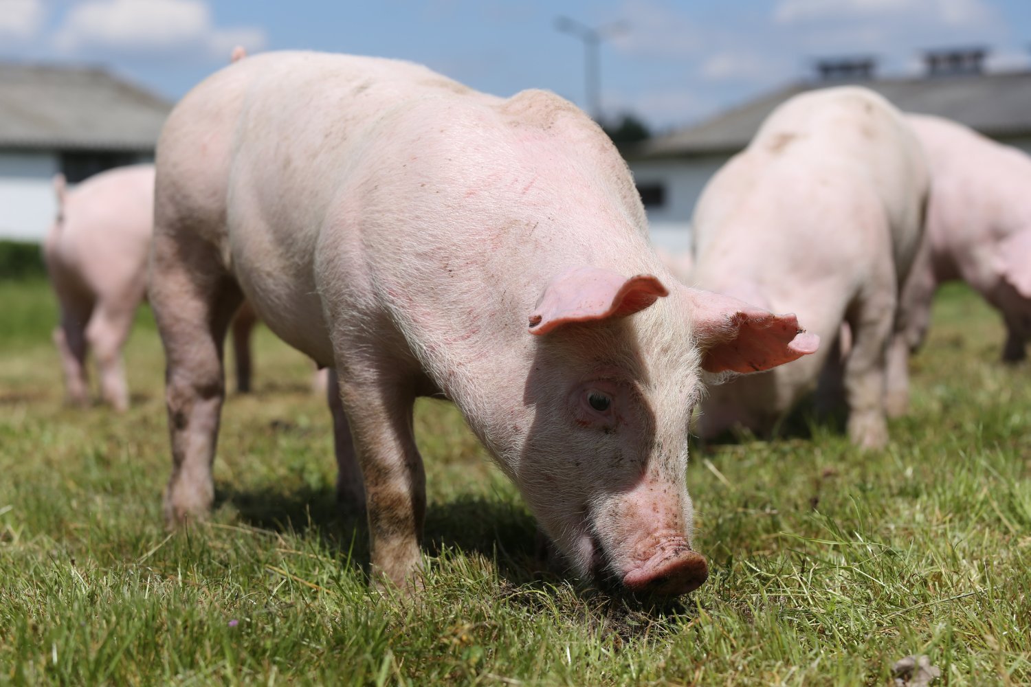 CRISPR, gene-edited pigs, PRRS, porcine reproductive and respiratory syndrome, FDA approval, PIC, Pig Improvement Company, livestock genetics, genetically engineered pork, GE pork, food safety, animal health, pig farming, biotechnology, Revivicor, Galsafe pigs, alpha-gal, food allergies, genetic modification, food technology
