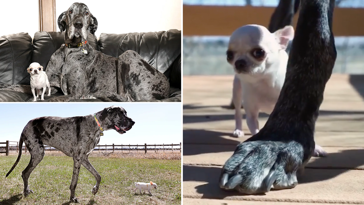 Guinness World Records, tallest dog, shortest dog, Great Dane, Chihuahua, Reginald, Pearl, dog playdate, world record, unusual pairing, dog meet, pet news, dog size comparison, Vanesa Semler, Sam Johnson Reiss
