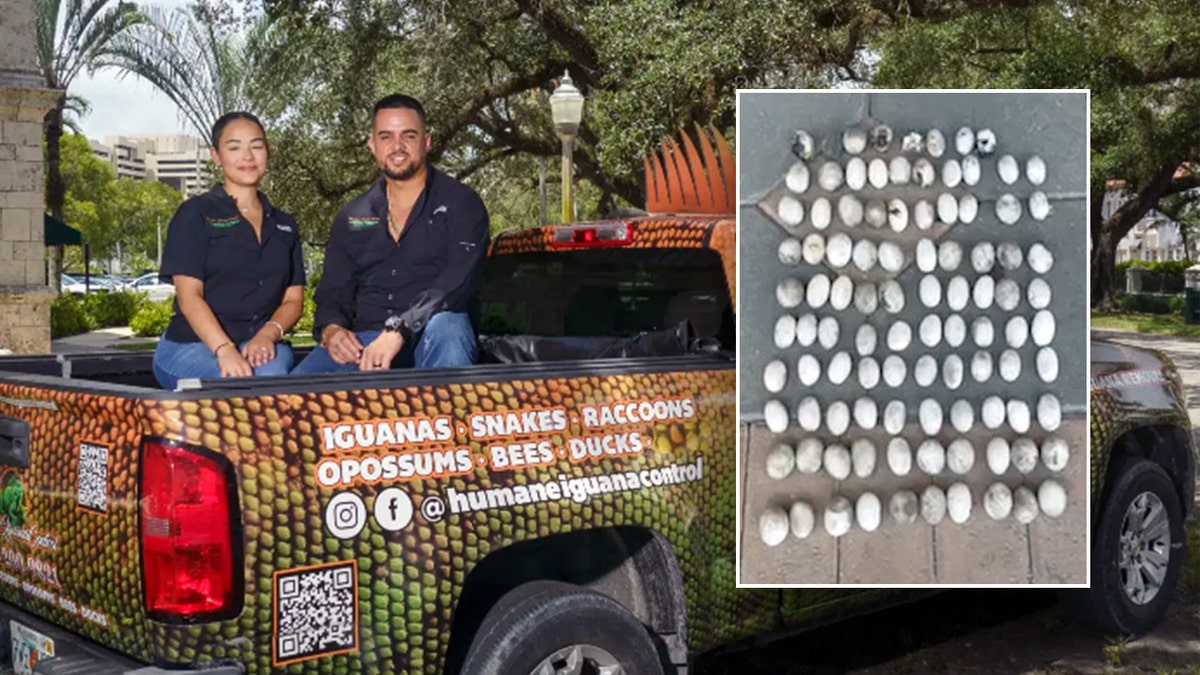 Iguana removal, iguana eggs, iguana control, invasive species, Florida wildlife, Palmetto Bay, Humane Iguana Control, Michael Ronquillo, iguana damage, iguana burrows, iguana health risks, iguana nesting, iguana breeding season, iguana infestation, iguana maternity ward, iguana public nuisance, iguana removal company
