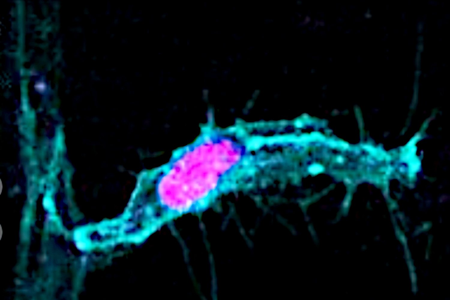 cell division, mitosis, asymmetric cell division, cell rounding, zebrafish, blood vessel formation, cancer, biology textbooks, Shane Herbert, Holly Lovegrove, Georgia Hulmes, University of Manchester, cell shape, daughter cells, stem cells, micropatterning, tissue growth, organ development
