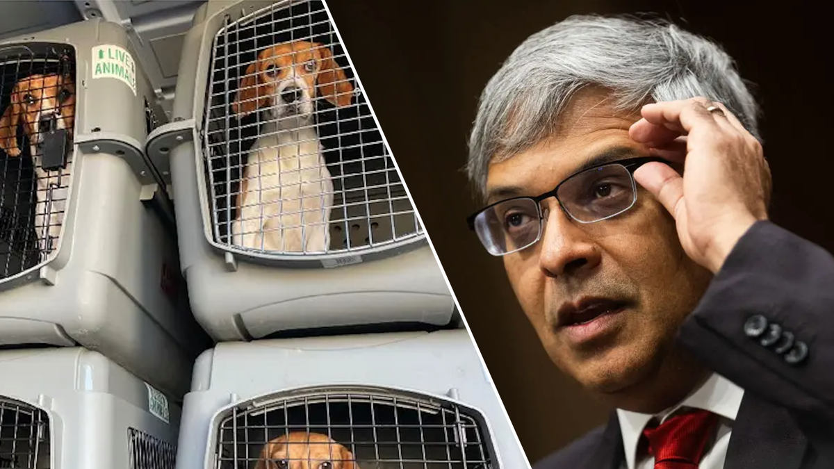 NIH, National Institutes of Health, beagle experiments, animal testing, White Coat Waste Project, WCW, Anthony Bellotti, Donald Trump, Nancy Mace, Fauci, PETA, People for the Ethical Treatment of Animals, animal rights, sepsis experiments, Envigo, Elon Musk, Department of Government Efficiency, DOGE, animal abuse, vivisection, Kathy Guillermo, Jay Bhattacharya, FDA, Food and Drug Administration, Lee Zeldin, EPA, Environmental Protection Agency, animal welfare, transgender animal experiments, dog labs, animal study, cruel experiments, ethical treatment of animals, animal research