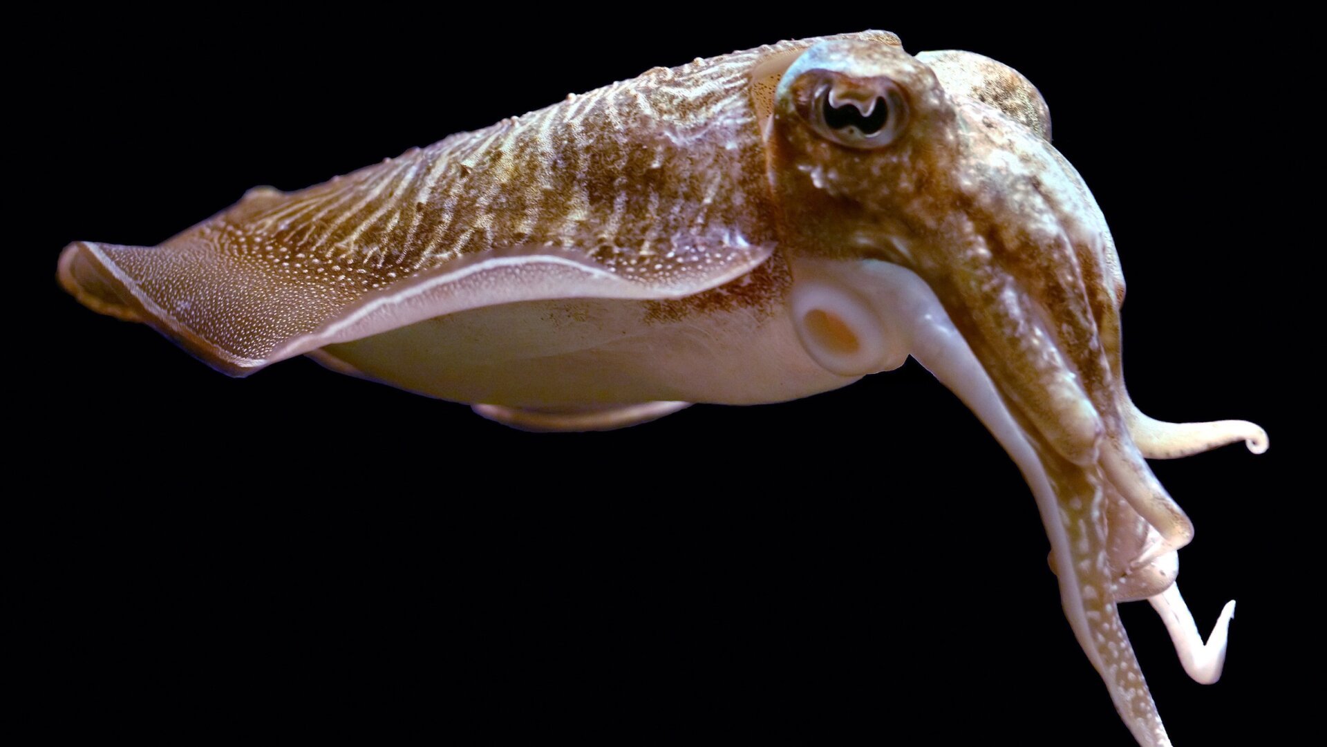 cuttlefish, cephalopod intelligence, delayed gratification, animal cognition, self-control, convergent evolution, Sepia officinalis, cuttlefish research, comparative psychology
