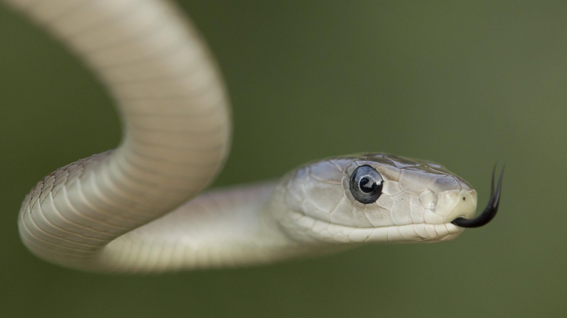 snake antivenom, universal antivenom, super snake antivenom, 3FTx toxins, elapid snakes, viper snakes, antibody 95Mat5, Scripps Research, snakebite treatment, snake venom, antivenom research, Irene Khalek, Science Translational Medicine, synthetic antibodies, venomous snakes, cobra, mamba, krait
