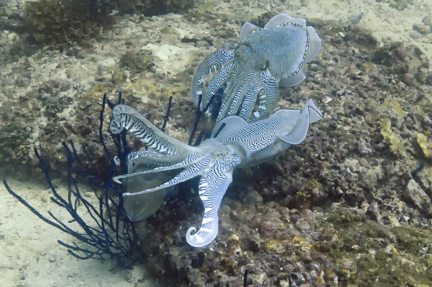 cuttlefish, intelligence, behavior, communication, arm waving, cephalopod, marine biology, animal behavior, machine learning, bioRxiv, Perceptual Systems Laboratory, Sophie Cohen-Bodénès, mechanoreception, multimodal signals, animal cognition
