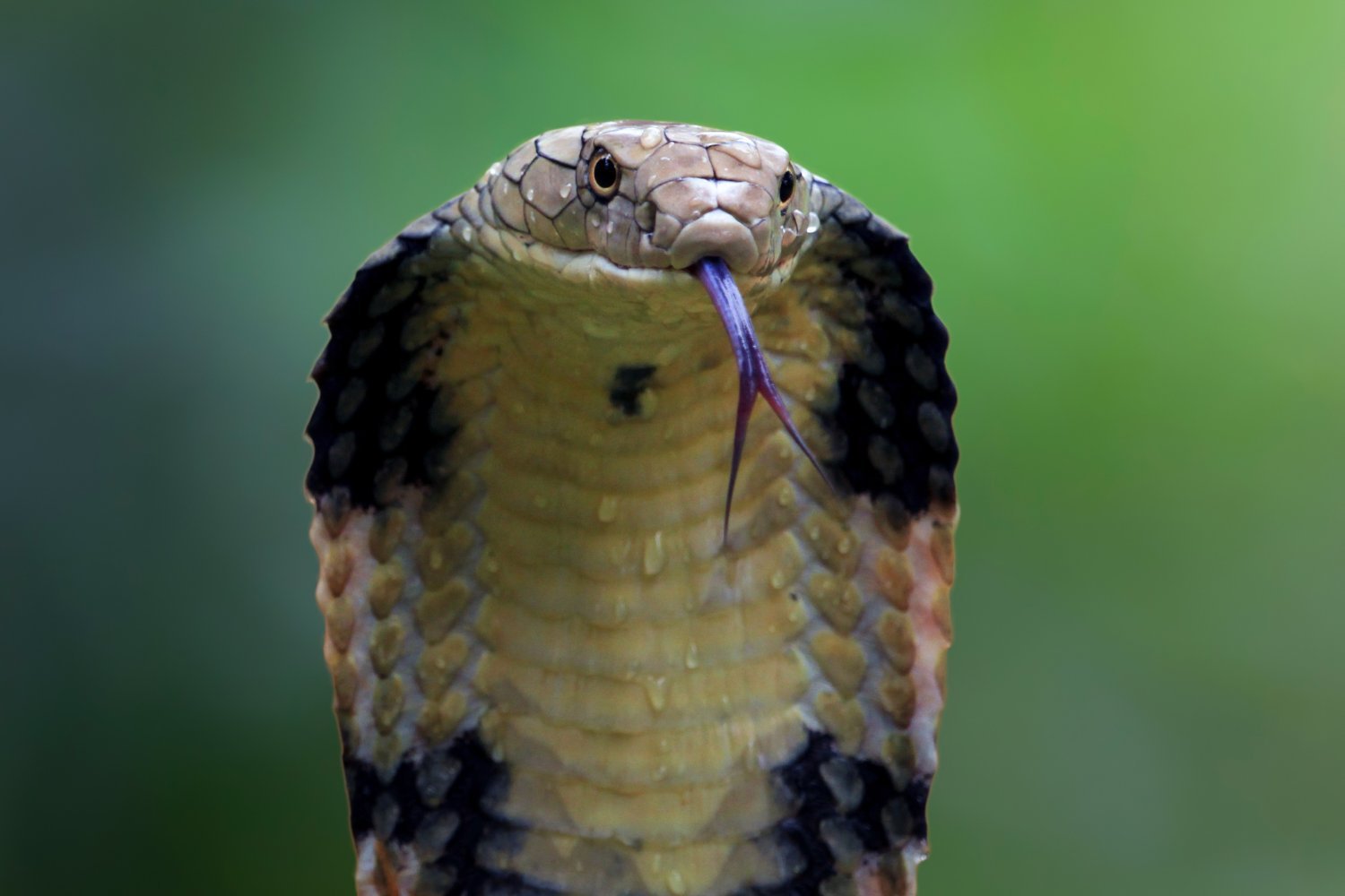 snake antivenom, universal antivenom, Tim Friede, Centivax, snakebites, elapid snakes, venomous snakes, antibody cocktail, herpetology, National Institutes of Health, Cell Press, varespladib, venom research, medical research, snake toxin, antibody synthesis
