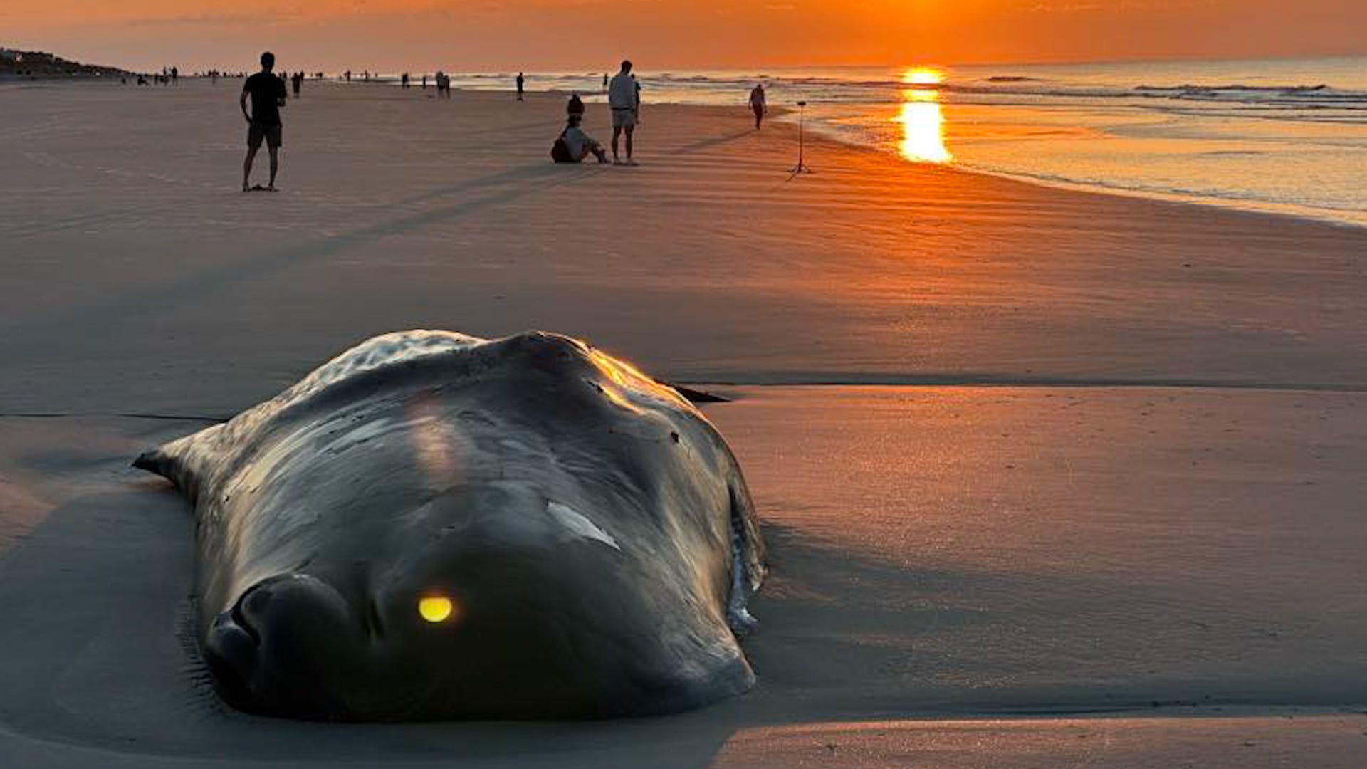 Hilton Head Island, beached whale, sperm whale, euthanasia, necropsy, marine mammal, endangered species, vulnerable species, IUCN, NOAA, spermaceti, Sea Turtle Patrol, Georgia Aquarium, University of Florida, Mike DeMaria, whale stranding, whale death

