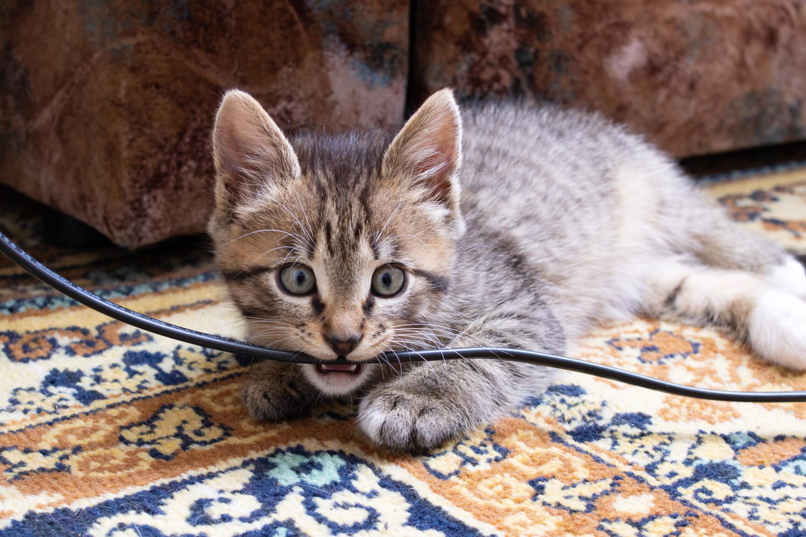chat, destructive behavior, ataxia, cat health, cat symptoms, veterinary, pet care, cat toys, cat anxiety, behavior problems, cat wellness, cat behaviorist
