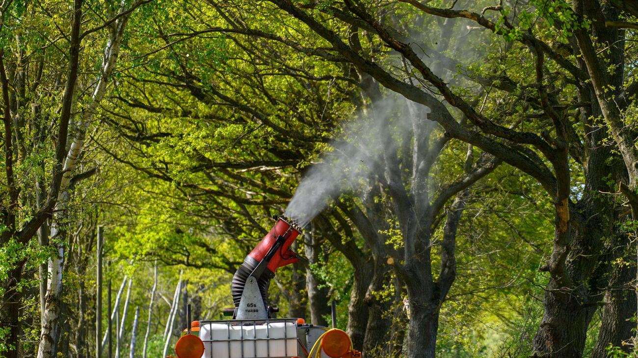 Eichenprozessionsspinner, Sachsen-Anhalt, Klimawandel, Bekämpfung, biologische Bekämpfung, Magdeburg, Bakterienextrakt, Brennhaare, Hautreizungen, Atembeschwerden, Raupen, Nester, Gespinste, Larvenstadium, Drömling, Hochschule Anhalt, natürliche Feinde, präventive Maßnahmen, finanzielle Unterstützung
