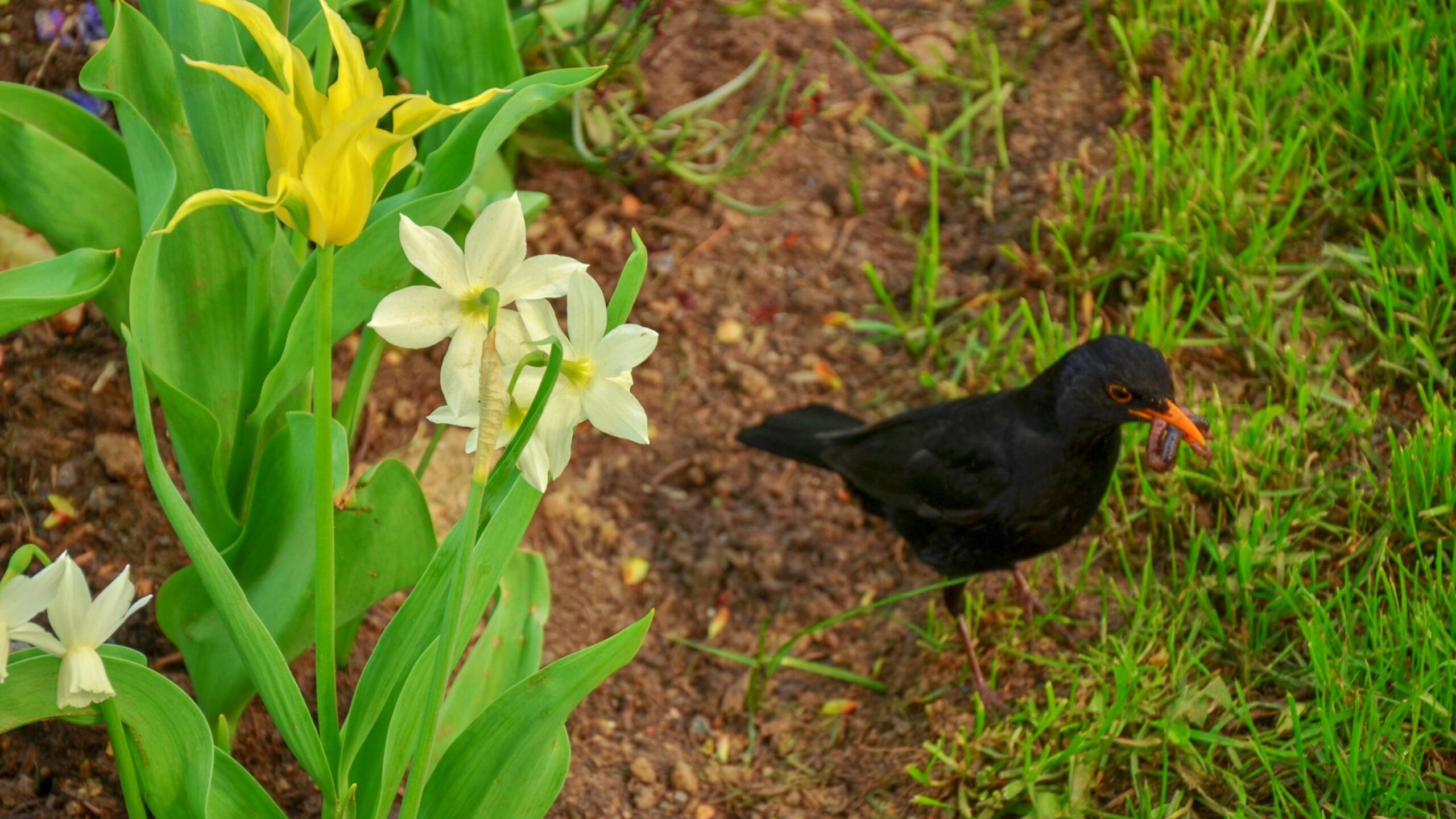 birds, garden pests, pigeon, wood pigeon, crow, blackbird, rook, carrion crow, magpie, crops, fruit, seeds, seedlings, scare tactics, bird control, garden protection, biodiversity, natural balance
