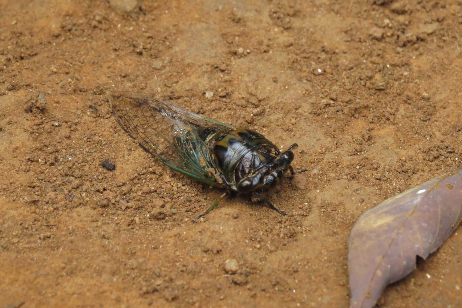 cicadas, Brood XIV, 17-year cicadas, periodical cicadas, insect emergence, insect swarm, cicada life cycle, cicada map, cicada brood map, cicada emergence 2024, climate change, insect behavior, insect ecology, YaleEnvironment360, University of Connecticut, cicada predators, synchronized emergence, cicada mating calls, cicada distribution, cicada locations, insect brood, cicada effects, cuckoos, blue jays, woodpeckers, caterpillar populations
