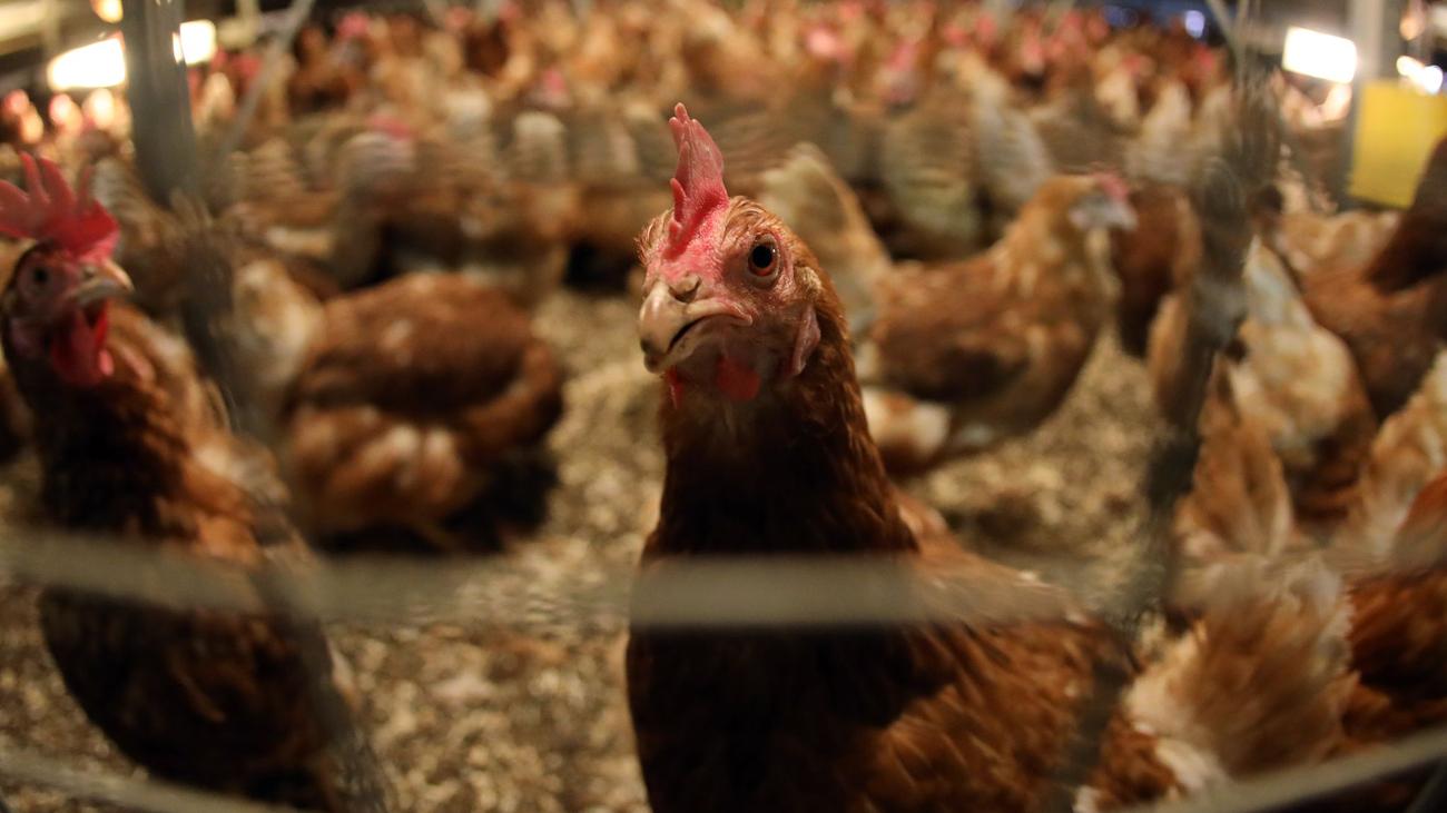 poultry slaughterhouse, animal abuse, Wassertrüdingen, Bavaria, slaughter capacity, laying hens, parent animals, criminal investigation, animal welfare law, video footage
