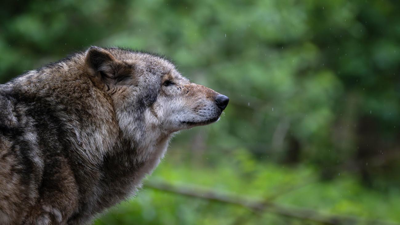 Wolf cull, wolf protection, EU Parliament, wolf attacks, livestock farmers, nature conservation, Germany, European Union, species protection, wolf population, DNA analysis, protected status
